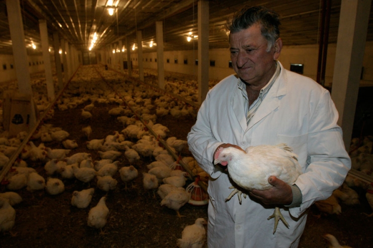  Izvoz piletine u EU bliži od izvoza jaja
