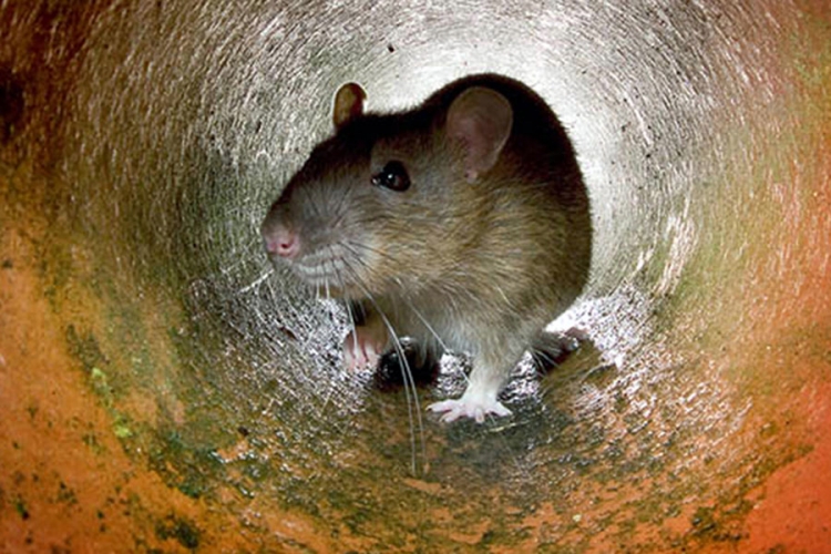 Najezda pacova u Njujorku: Vlasti objavile rat glodarima