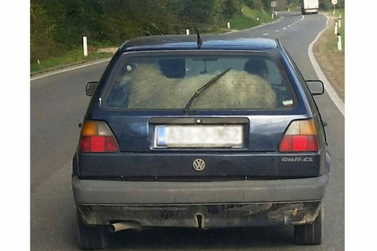 Pažnja, ovca u golfu vozi se pored Modriče
