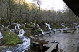 Dabrovi se vratili u rijeku Semešnicu nakon 150 godina (FOTO)