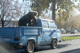 Medvjed se provozao ulicama Banjaluke