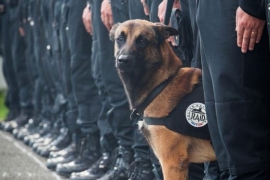 Pariz: Ona je policijski pas i stradala je u okršaju sa teroristima ...