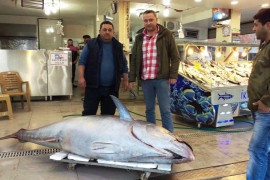 U Egejskom moru upecana tuna teška 403 kilograma