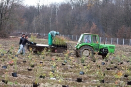 Nijemci podižu plantažu borovnice u BiH
