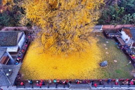 Datira iz doba dinosaura: Drvo u Kini staro 200 miliona godina (FOTO)
