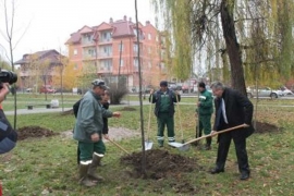 BIjeljina: U gradskom parku zasađeno 120 novih stabala