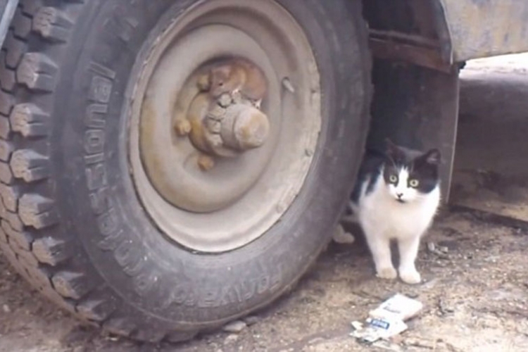 Pogledajte kako je miš nadmudrio mačku (VIDEO)