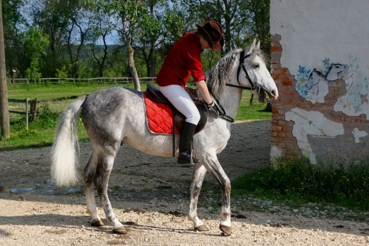 Prnjavor:Ergela ima višak lipicanera, u ponudi 62 ljepotana (FOTO)