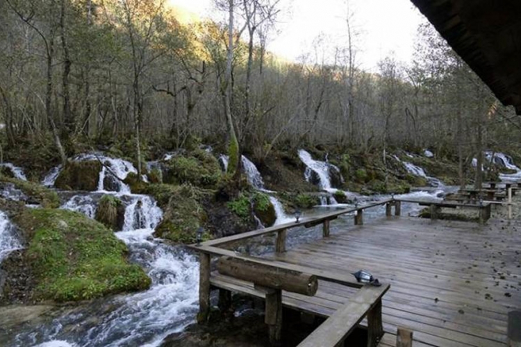  Dabrovi se vratili u rijeku Semešnicu nakon 150 godina (FOTO)
