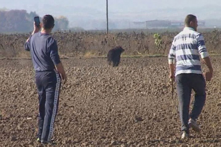 Medvjed u Lijevče polju (VIDEO)