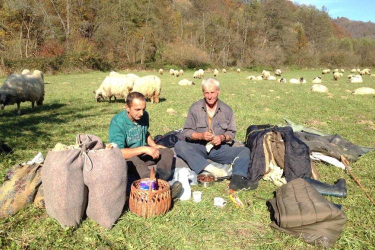  Zbog ispaše ovaca polete i pesnice (FOTO) 