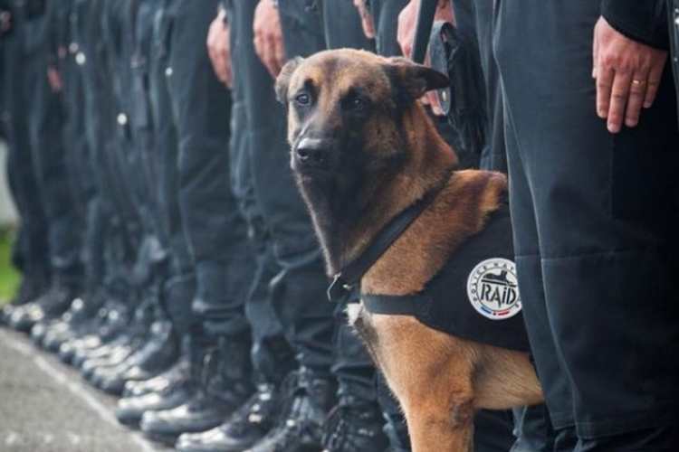 Pariz: Ona je policijski pas i stradala je u okršaju sa teroristima (FOTO)