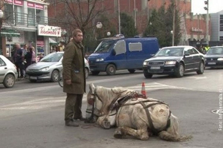 Jagodina: Zbog prebijanja konja 6 mjeseci zatvora