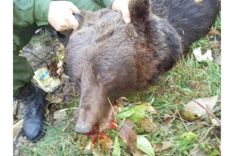 Pušku za uspavljivanje već 11 godina imaju lovci iz Kozarske Dubice