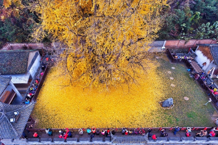Datira iz doba dinosaura: Drvo u Kini staro 200 miliona godina (FOTO)