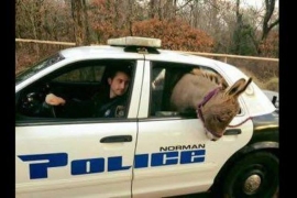 Oklahoma: Policija privela "magarence"