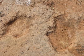 Naučnici otkrili 100 otisaka stopala dinosaurusa u Tunisu