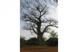 Otputujmo u Senegal u Bandiju, dom džinovskog baobaba (FOTO)