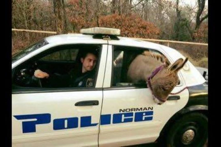 Oklahoma: Policija privela "magarence"