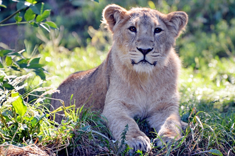 Spavajte sa lavovima u londonskom zoo vrtu (FOTO)