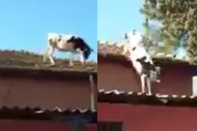 Kravlje ludilo: Šetala po krovu, a onda skočila (VIDEO)
