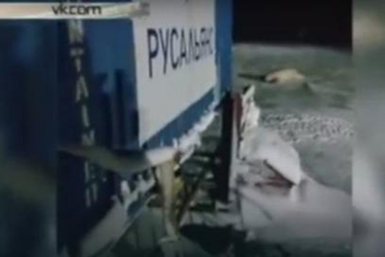 Užasno: Polarnom medvjedu poturili petarde u hranu (VIDEO)