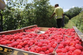 NEZAVISNE SAZNAJU: Zaražene maline prijete da uruše voćarstvo u BiH