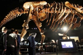 U Njujorku izložen skelet džinovskog dinosaurusa