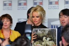 Pamela Anderson u francuskom parlamentu govorila o zaštiti gusaka i ...