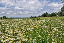 Kamilica: Liječi spolja i iznutra