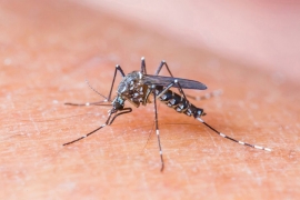 Brazil: Nastavlja se širenje Zika virusa