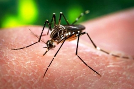 Smrtonosni virus zika hara svijetom: Još nije pronađen lijek