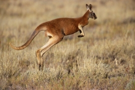 Australija: Pripremao teroristički napad sa kengurom