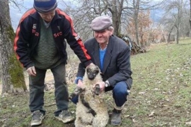 U FBiH čudo neviđeno - jagnje sa 5 nogu