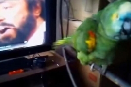 Papagaj čuo Pavarotija, a onda je zapjevao s njim (VIDEO)
