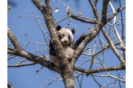 Posao iz snova: Traže se osobe za maženje pandi (FOTO)