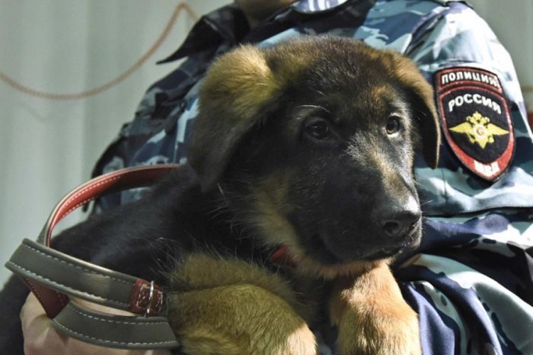 Ruski ovčar, poklon francuskoj policiji, stigao u Pariz