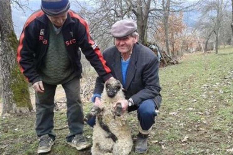 U FBiH čudo neviđeno - jagnje sa 5 nogu