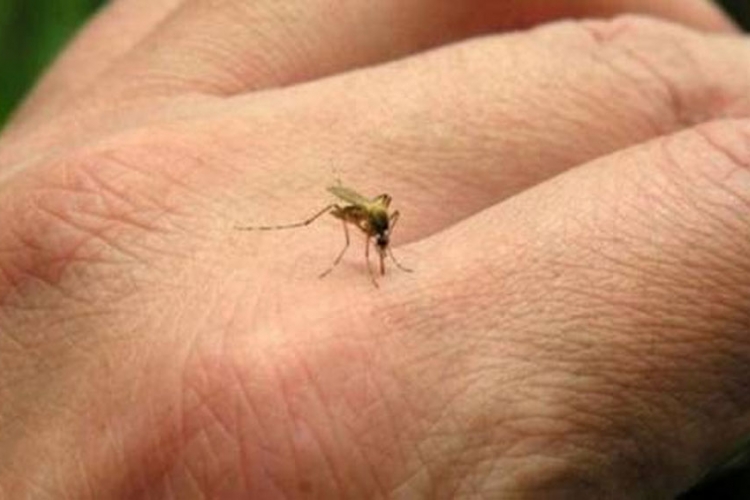 Kanada: Troje zaraženih virusom "zika"