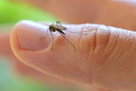SZO: Počeo vanredni sastanak o virisu zika