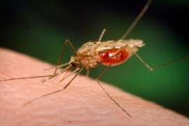 U RS nisu registrovani slučajevi oboljelih od zika virusa