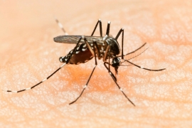 Virus zika može se pojaviti i u BiH: Komarac prenosilac sve otporniji ...