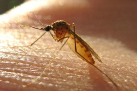 Kolumbija: Troje ljudi umrlo od posljedica zika virusa