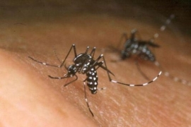 Slovenci dokazali vezu virusa zika s mikrocefalijom