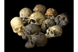 Kada su se evolutivni putevi gorile i čoveka razišli?