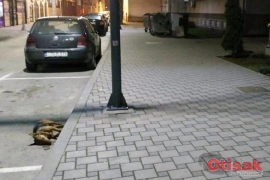 Psima lutalicama u Bijeljini otrov stavili u hranu