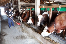 Stočarstvo u BiH spalo na niske grane: Farme siromašnije za čak ...