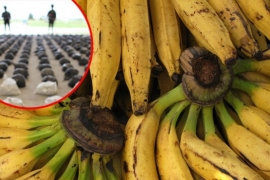 Skoro tona kokaina nađena u kamionu sa bananama