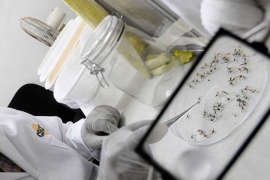 SZO objavila plan za suzbijanje virusa Zika