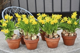 Narcisi rastu na šljunku